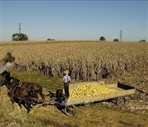 Giá đậu tương lao dốc trước nguy cơ trì hoãn đàm phán thương mại Mỹ-Trung