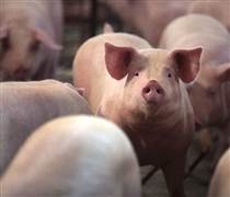 Ngày 17/3: Giá heo hơi tại nhiều địa phương ở miền Bắc tăng mạnh