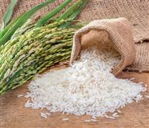 Ngày 17/3: Giá lúa tại Đồng bằng sông Cửu Long đi ngang, gạo xuất khẩu có xu hướng giảm