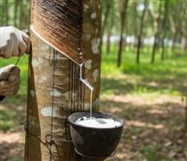 Ngày 17/3: Giá cao su thế giới biến động trái chiều do áp lực từ nhu cầu công nghiệp