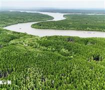 Tỷ lệ che phủ rừng của TP. Hồ Chí Minh sau hợp nhất đạt hơn 10,7%