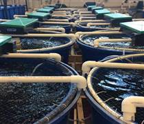 Việt Nam vừa đón tin vui cùng lúc từ cả Trung Quốc và Nhật Bản