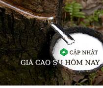 Ngày 21/3: Giá cao su giảm trên diện rộng tại các sàn giao dịch lớn châu Á