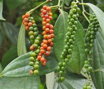 Ngày 21/3: Giá cà phê tiếp tục tăng mạnh, hồ tiêu giảm sâu