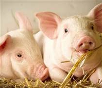 Ngày 21/3: Giá heo hơi tiếp đà leo dốc, miền Nam tăng mạnh nhất