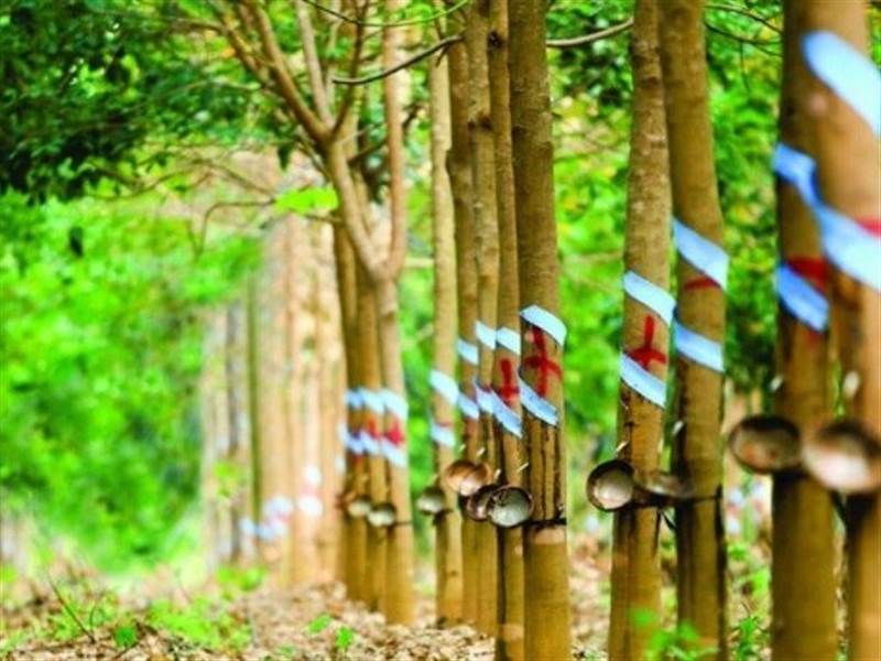 Một doanh nghiệp đặt mục tiêu lợi nhuận năm 2026 tăng hơn 150% so với năm trước nhờ khoản tiền đền bù từ công ty thành viên của THACO