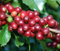 Giá cà phê hôm nay 23/3: Giá cà phê trong nước cao nhất 94.000 đồng/kg