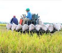 Gỡ nút thắt chi phí để giữ giá trị hạt gạo