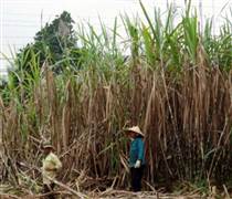 Giá mía thấp, đường tồn kho cao khiến doanh nghiệp, nông dân gặp khó