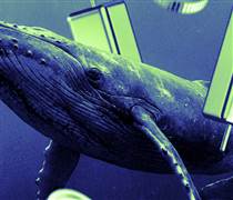 4 yếu tố tích cực thúc đẩy Chainlink (LINK) phục hồi trong tháng 04/2024