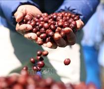 Bản tin nông sản hôm nay (29-3): Giá cà phê giảm nhẹ