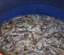 Giá thủy sản tăng mang về thu nhập khá cho nông dân​ U Minh Thượng