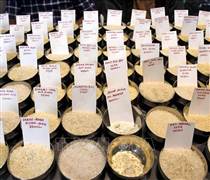 Cước vận tải 'ghìm chân' xuất khẩu gạo châu Á