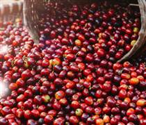 Giá cà phê bật tăng gần 2.000 đồng/kg sau phiên giảm sâu