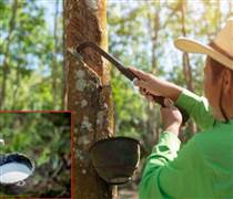 Ngày 2/4: Giá cao su thế giới tăng giảm đan xen, trong nước bình ổn