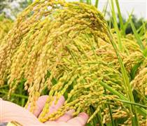 Ngày 3/4: Giá lúa tươi tại Đồng bằng sông Cửu Long có xu hướng tăng