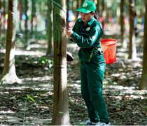 Ngày 3/4: Giá cao su tại các thị trường chính đồng loạt tăng