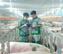 BAF: Tăng tốc chuẩn hóa, mở đường cho đột phá lợi nhuận 2026