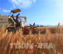 Nhật Bản thay đổi chính sách lúa gạo theo hướng sản xuất dựa trên nhu cầu