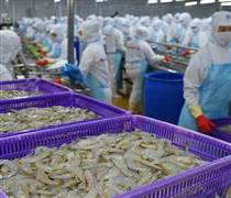 Từng được kỳ vọng lãi gấp đôi 'sau 1 đêm', đại gia tôm Việt Nam 'nhịn' lãi, quyết không hoàn nhập dự phòng giữa đòn bão thuế của Mỹ