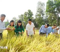 Cần Thơ: Cánh cửa đưa lúa gạo Việt vào thị trường tín chỉ carbon