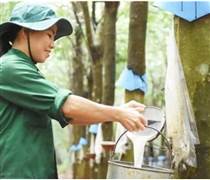 DPR: Cao su Đồng Phú bước vào sân chơi năng lượng sạch