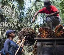 Xuất khẩu dầu cọ Indonesia bứt tốc nhờ chiến lược chế biến sâu