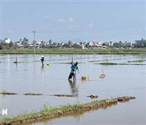 Đắk Lắk: Hàng trăm hécta đất lúa bị bỏ hoang vì nhiễm mặn nặng