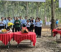 PHR: Cao su Phước Hòa ra quân thu hoạch mủ năm 2026