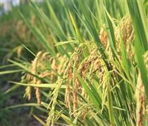 Việt Nam đề nghị EU sửa đổi danh mục gạo thơm ưu đãi thuế