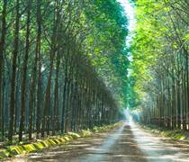 Tập đoàn Công nghiệp Cao su Việt Nam định vị 3 trụ cột tăng trưởng: Đa ngành - Công nghệ - Bền vững