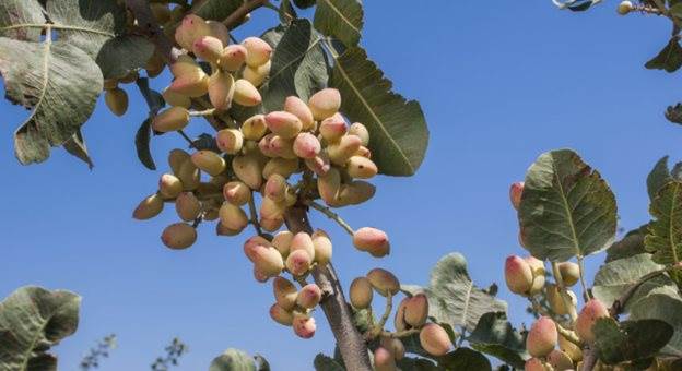 Đắt hơn sầu riêng, Việt Nam thu hàng trăm triệu USD từ loại quả không tự trồng được, giá lập đỉnh 8 năm vì xung đột Iran