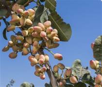 Đắt hơn sầu riêng, Việt Nam thu hàng trăm triệu USD từ loại quả không tự trồng được, giá lập đỉnh 8 năm vì xung đột Iran