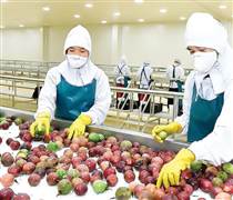 Trung Quốc, châu Âu tăng mạnh mua rau quả Việt Nam