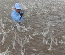 Bước ngoặt ngành tôm: [Bài 3] Những thách thức mới mang tính cấu trúc