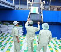 Gạo Việt bỏ lỡ “mỏ vàng” thuế 0%