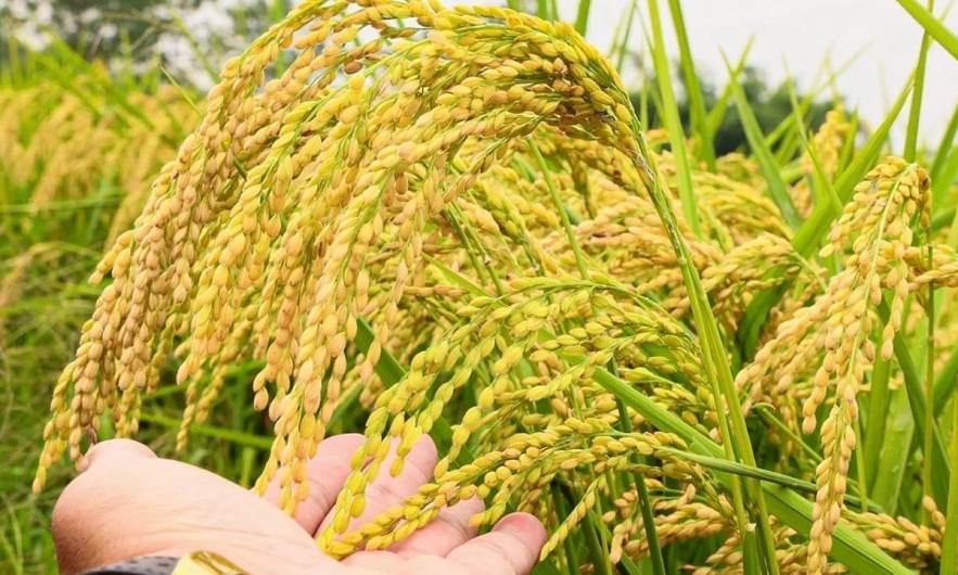 Ngày 17/4: Giá lúa tại Đồng bằng sông Cửu Long tăng, gạo biến động trái chiều