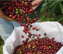 Ngày 18/4: Giá cà phê quay đầu giảm mạnh, hồ tiêu neo ở mức cao