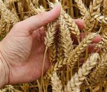 Nguồn cung đối mặt rủi ro khiến giá lúa mì tăng mạnh