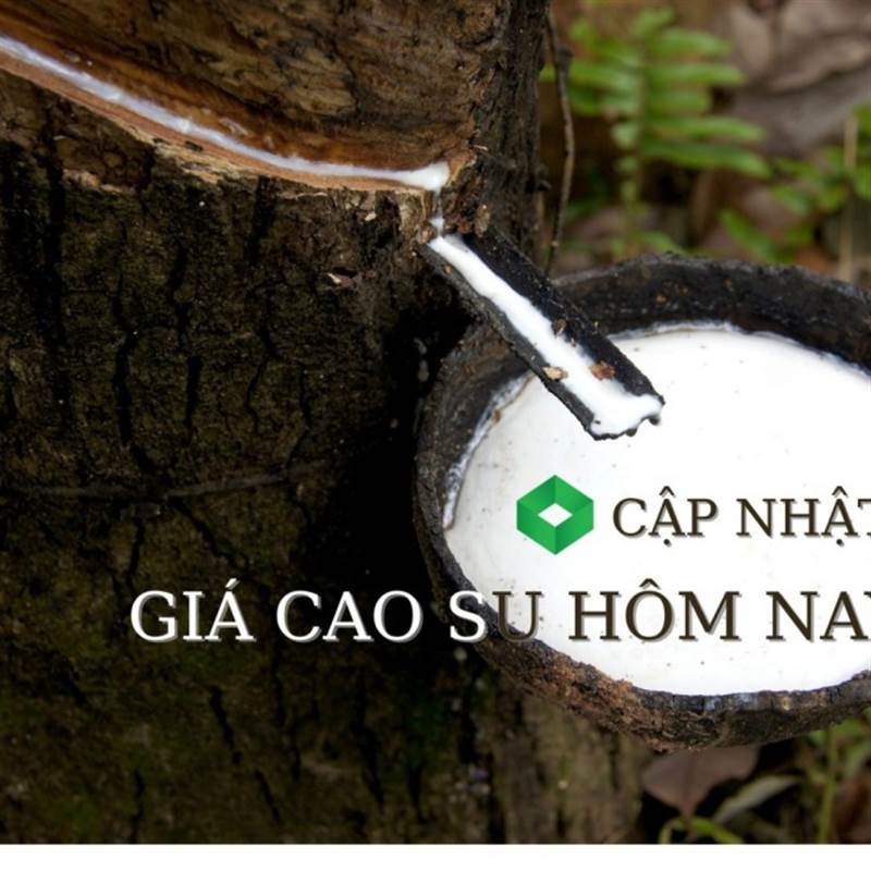 Ngày 18/4: Giá cao su thế giới đồng loạt tăng