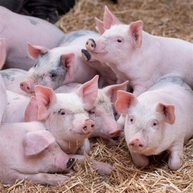 Ngày 18/4: Giá heo hơi tại miền Bắc tăng, miền Nam tiếp tục giữ đỉnh