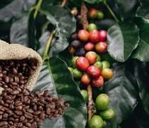 Ngày 19/4: Giá cà phê tiếp đà lao dốc, hồ tiêu neo cao sau chuỗi tăng