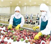 Doanh nghiệp rau quả tận dụng “cửa sáng”