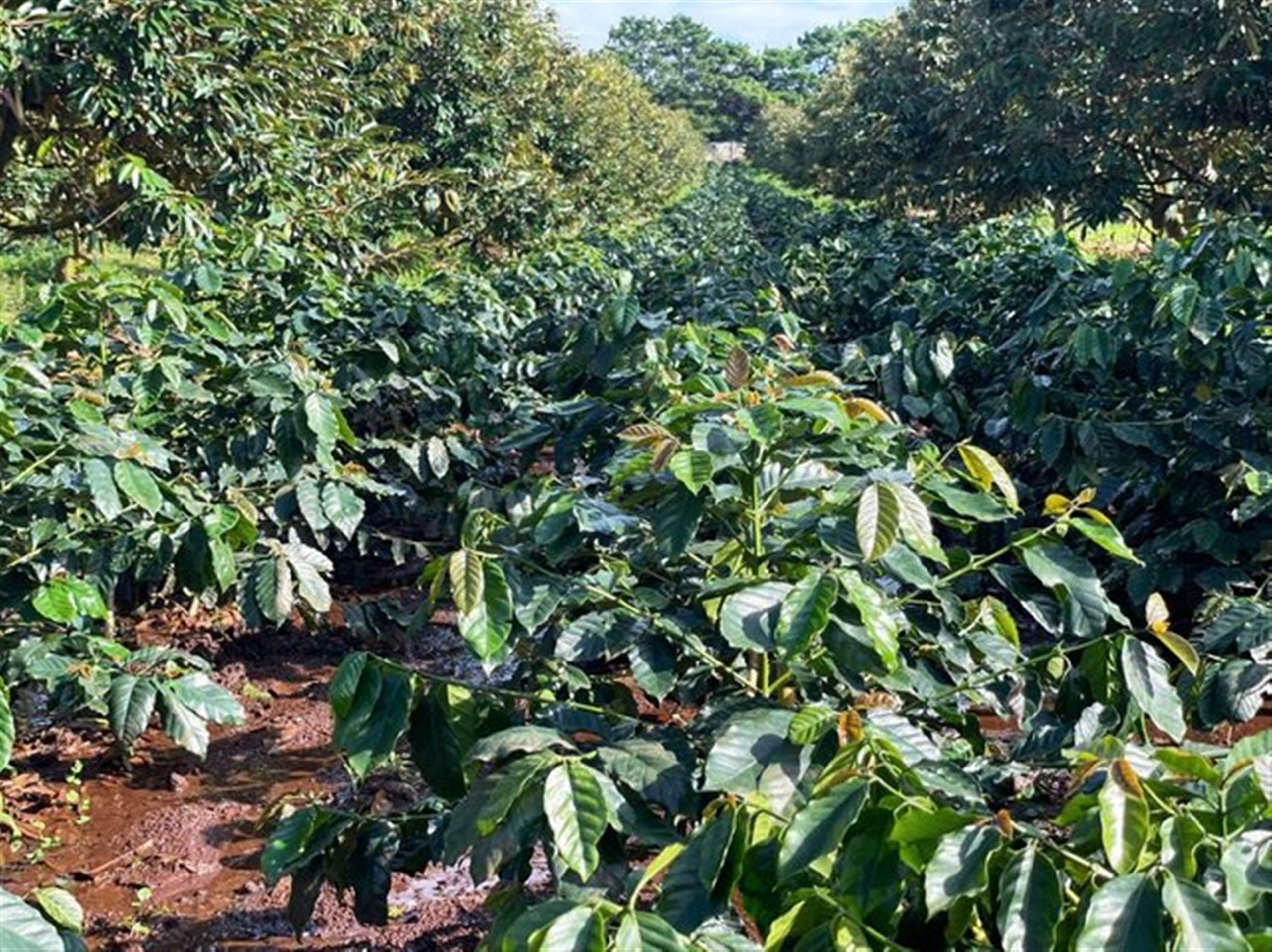 Farming, Fishing, Ranching and Plantations · Sectors · Stockbiz