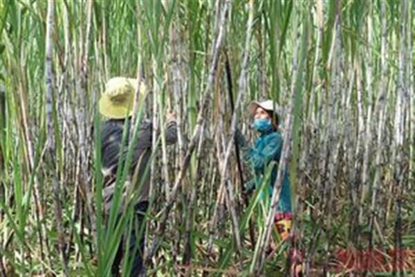 Vực lại ngành mía đường