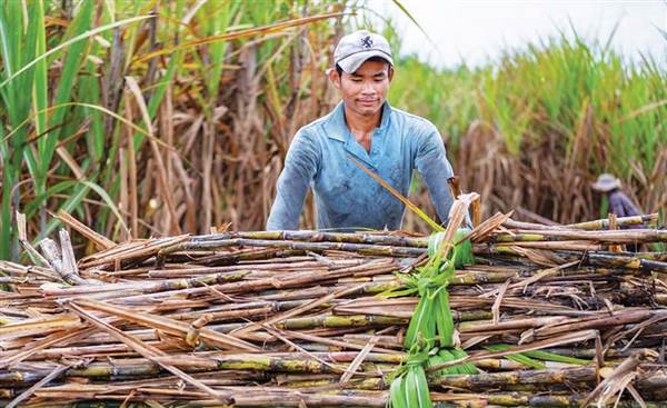 Doanh nghiệp mía đường bội thu