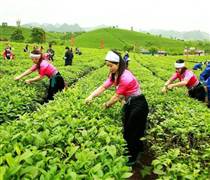 GTN: GTNFoods (GTN) - Quý IV/2021, biên lợi nhuận gộp thu hẹp và lợi nhuận giảm 22,1%