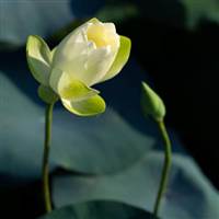Dương Văn Ban