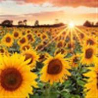 Đu Đỉnh Tiên Sinh