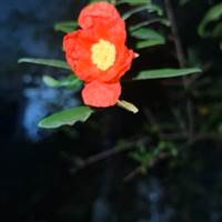 Khánh Lưu